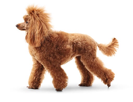 Big poodle like dog best sale